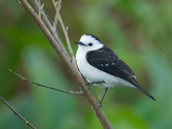 Zwartrugwatertiran (Fluvicola albiventer)